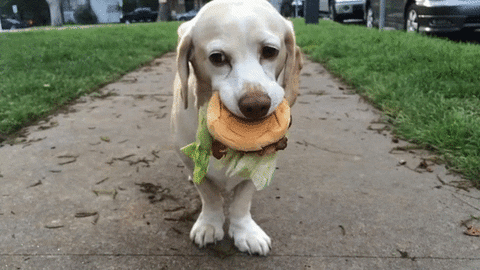 dog burger GIF