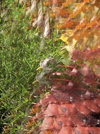 Autumn Leaves GIF