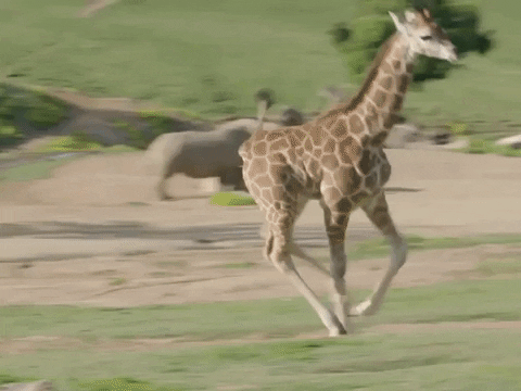San Diego Zoo Giraffe GIF by Storyful
