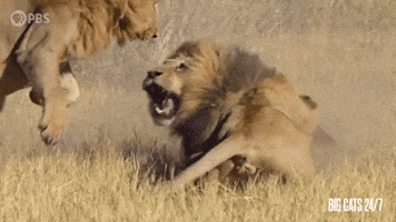 Lion Roaring on the Savannah