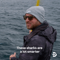 Apex Predator Water GIF by Shark Week