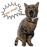 Cat What Sticker