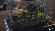 Ad gif. Hamster in a cage runs fast on a wheel. Nike check logo appears in the corner.