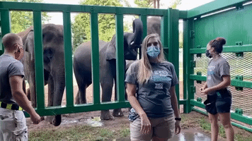 Syracuse Zookeepers Honor World Elephant Day With Behind-the-Scenes Video Series