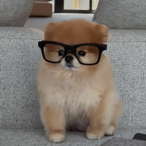 Cool Dog Pomeranian GIF