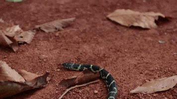 Black Snake GIF by JC Property Professionals
