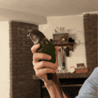 Green Cheeked Conure Bird GIF