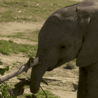 happy baby animals GIF by San Diego Zoo