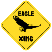 Bald Eagle Wildlife Sticker by Sharing Alaska