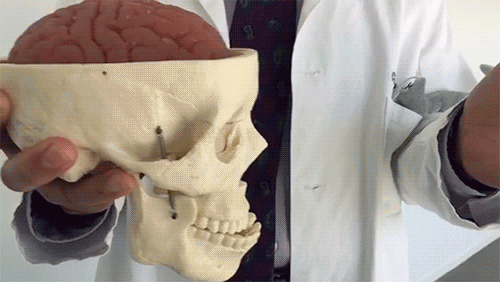 brain GIF