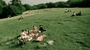 Film Field GIF