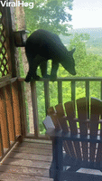 Bear Climbs up to Investigate Cabin Deck