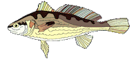 Fish Swimming Sticker