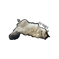 Cat Ragdoll Sticker by Rega Marketing