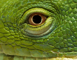 third eye fun GIF by San Diego Zoo