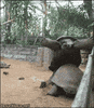 orgasm GIF