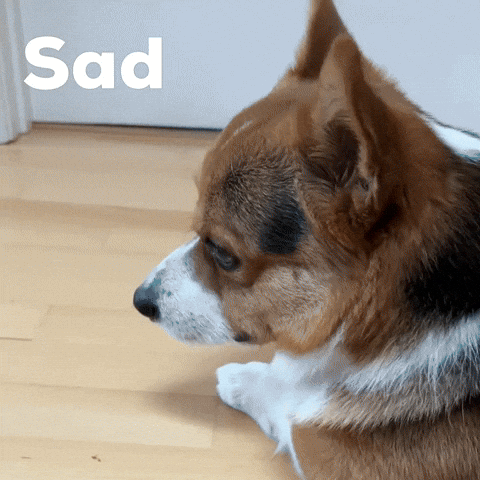 Sad Dog GIF