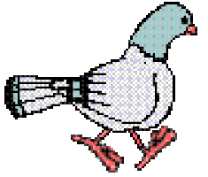 pigeon STICKER
