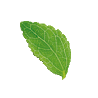 Leaf Stevia Sticker by Sugar Foods de México