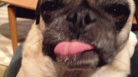 Dog Tongue GIF