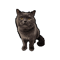 Cat Graycat Sticker