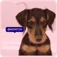 Movet happy dog pet pets GIF