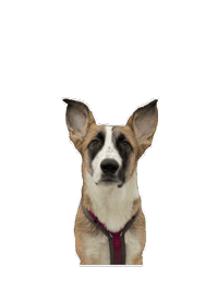 cassieadventuresoul hello serious cute dog funny dog Sticker