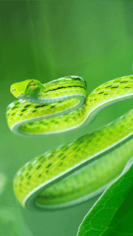 woodenboxlwp giphyupload snake reptile snakes GIF