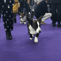 dog show dogs GIF by Westminster Kennel Club