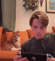 Cat Pet GIF