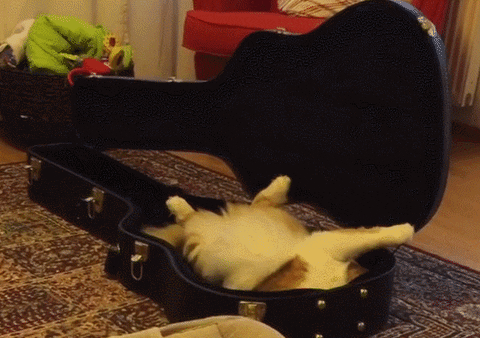 cat guitar GIF