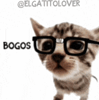 Cat Kitty GIF