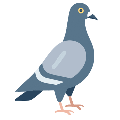 RaakelPuukko giphyupload bird walking pigeon Sticker