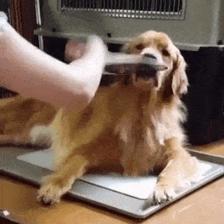 cuteanimalland giphyupload GIF