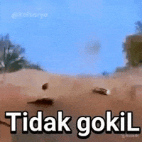 Lion GIF