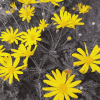 Flower GIF