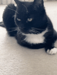 Black Cat GIF