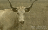 GIF by Texas Archive of the Moving Image