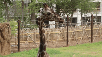 Atlanta Atl GIF by ZooATL