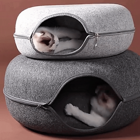 KittyNook giphyupload GIF