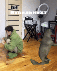 Dance Wolf GIF