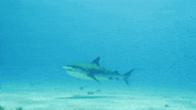Shark Week Immersion GIF by Shark Week