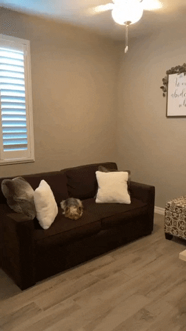 Home Improvements Dog GIF by mammamiacovers