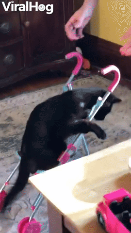 Kitty Climbs Into Stroller for a Ride