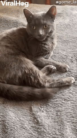 Cat Eagerly Takes Its Medicine