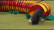 adorable aww GIF