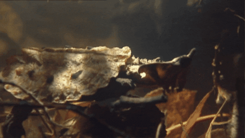 WildlifeWonders giphygifmaker GIF