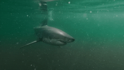 Discovery GIF by Shark Week