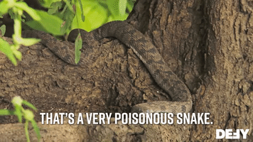 That's A Very Venomous Snake