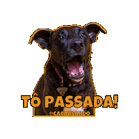Cacausando cachorro cacausando cacauecookie topassada Sticker
